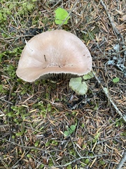 Gomphidius subroseus