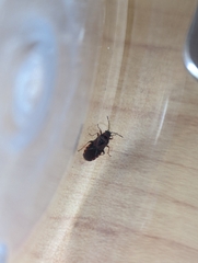 Arocatus melanocephalus