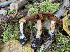 Cortinarius centrirufus