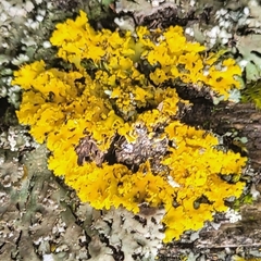 Xanthomendoza