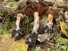 Cortinarius centrirufus