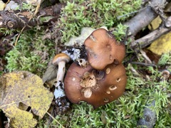 Cortinarius centrirufus