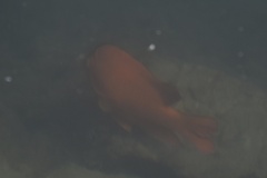 Hypsypops rubicundus