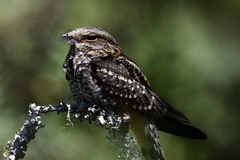 Hydropsalis torquata