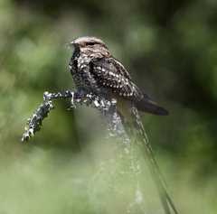 Hydropsalis torquata