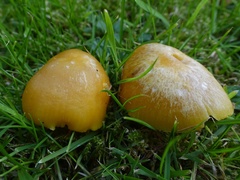 Hygrocybe quieta