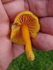 Hygrocybe quieta
