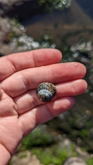 Steromphala umbilicalis