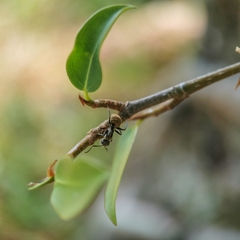 Camponotus arboreus