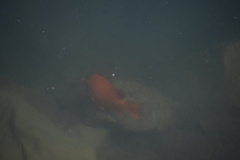 Hypsypops rubicundus