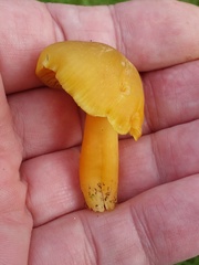 Hygrocybe quieta