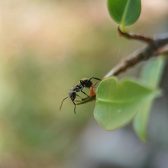 Camponotus arboreus
