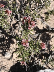 Eriogonum ericifolium