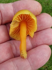 Hygrocybe quieta
