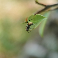 Camponotus arboreus