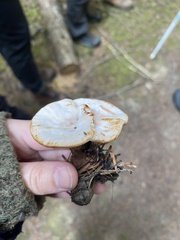 Hydnellum suaveolens