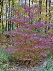 Cornus alternifolia