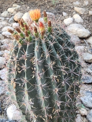 Ferocactus