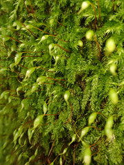 Rhynchostegium confertum