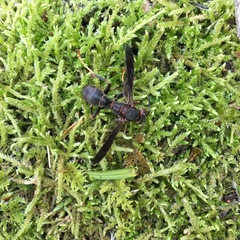 Polistes parametricus