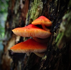 Pluteus aurantiorugosus