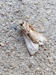 Noctuidae