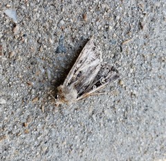 Noctuidae