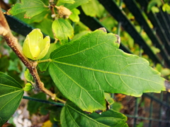Hibiscus syriacus