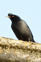 Acridotheres cristatellus