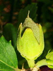 Hibiscus syriacus
