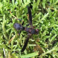 Polistes parametricus