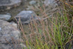 Plantago maritima