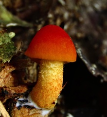 Pluteus aurantiorugosus