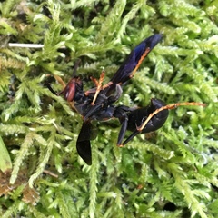 Polistes parametricus