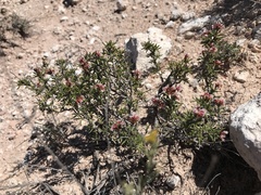 Eriogonum ericifolium