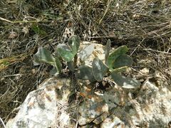 Adromischus maculatus