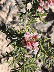 Eriogonum ericifolium