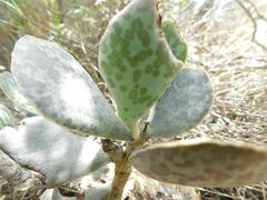 Adromischus maculatus