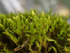 Racomitrium microcarpon