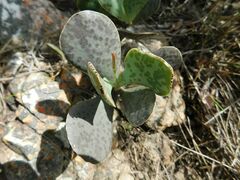 Adromischus maculatus