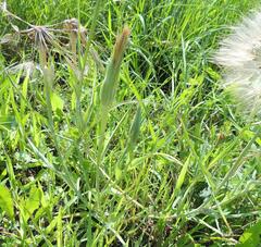 Tragopogon dubius