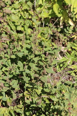 Teucrium scorodonia