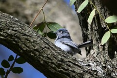 Polioptila dumicola