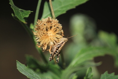 Paraidemona