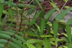 Zanthoxylum fauriei
