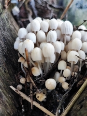 Coprinellus disseminatus