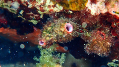 Pyura dura