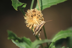 Paraidemona