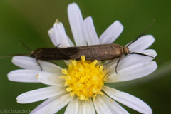 Scythris fuscicomella