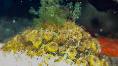 Cladocora caespitosa